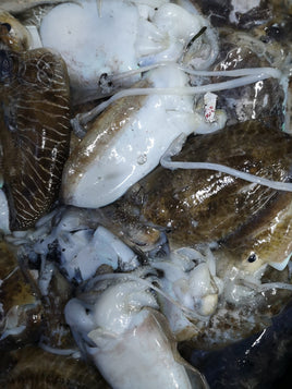 Cuttlefish Frozen ($20/KG)