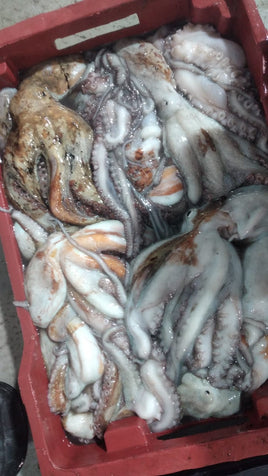 Octopus Fresh ($30/KG)