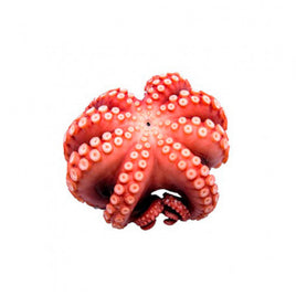 Octopus Frozen ($22/Kg)