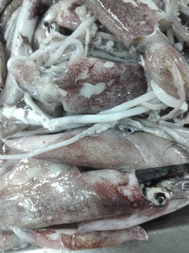 Squid Fresh ($30/Kg)