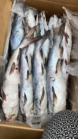 Catfish Frozen ($12/kg)