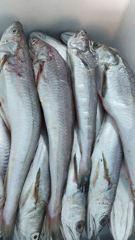 Whiting Frozen ($20/Kg)