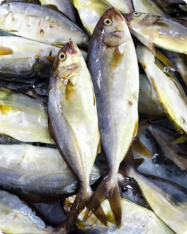 Amberjack Fresh ($30/Kg)