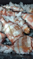 Striped Porgy (5Kg BOX, $35/KG)