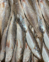 Croaker Big Frozen (20Kg)