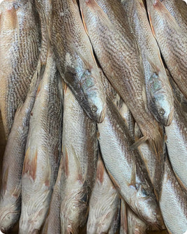Croaker Big Frozen (20Kg)