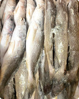 Croaker Big Frozen (20Kg)