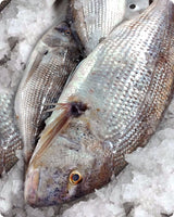 Dentex Big Frozen ($32/KG)