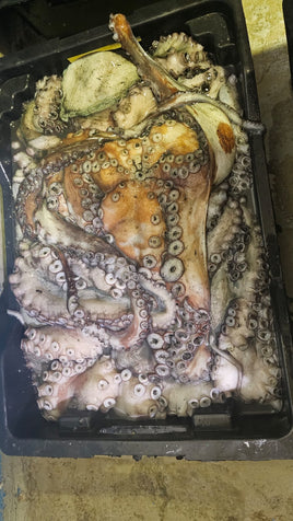 Octopus Big Frozen ($32/KG)