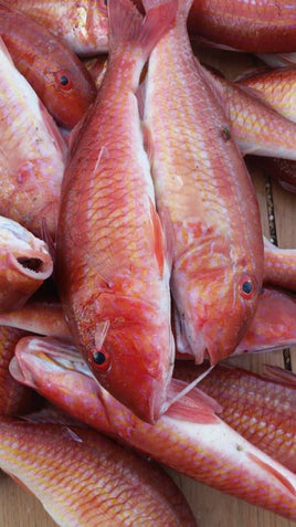 Red Mullet Frozen (20Kg)