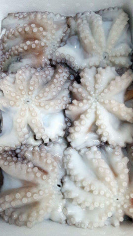 Greece Octopus (16Kg Box, $22/Kg)