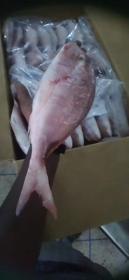 Pink Snapper Big Frozen ($17/Kg)