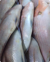 Porgy Big Frozen ($32/KG)