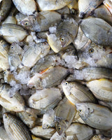 Sbares Fresh ($25/Kg)