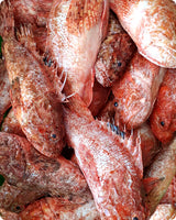 Scorpionfish Fresh ($26/KG)