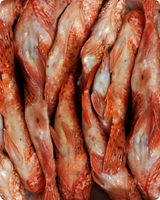 Scorpionfish Fresh ($26/KG)