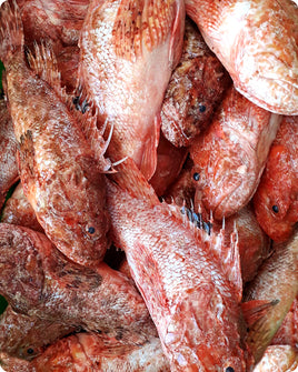 Scorpionfish Fresh ($26/KG)