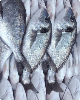 Sea Bream Frozen (5KG)