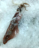 Squid Frozen ($26/KG)