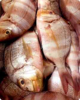Striped Porgy Fresh ($35/KG)