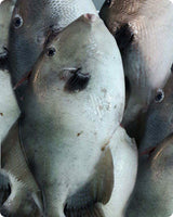 Triggerfish Fresh($30/KG)