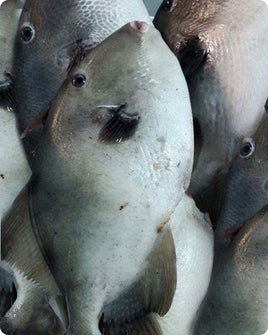 Triggerfish Fresh($30/KG)