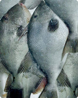 Triggerfish Fresh($30/KG)