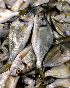 Wild Sea Bream Fresh ($35/kg)
