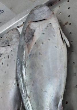 Tuna Big Fresh ($25/Kg)