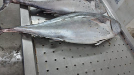 Tuna Big Frozen ($25/KG)