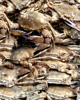 Blue crab Frozen(5Kg)