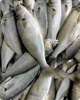 Bluefish Fresh ($28/Kg)