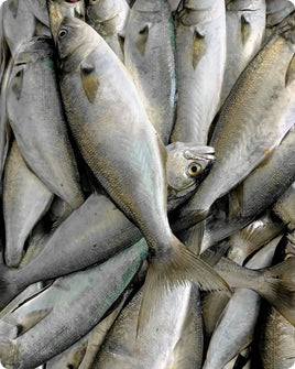 Bluefish Fresh ($28/Kg)