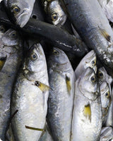 Bluefish Fresh ($28/Kg)