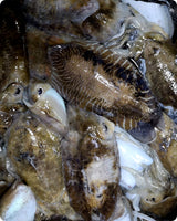 Cuttlefish Fresh ($30/KG)