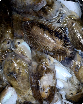 Cuttlefish Fresh ($30/KG)