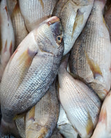 Dentex Fresh ($35/Kg)