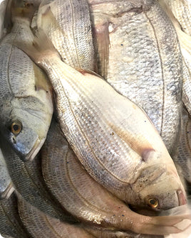 Dentex Fresh ($35/Kg)