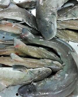 Dogfish Fresh ($30/Kg)