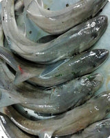 Dogfish Fresh ($30/Kg)