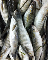 Grey Mullet Medium Fresh - Mila ($28/Kg)