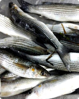 Grey Mullet Medium Fresh - Mila ($28/Kg)