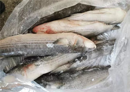 Grey Mullet Frozen (20Kg)