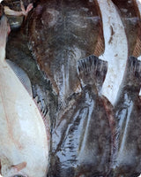 Whole Halibut Frozen ($22/kg)