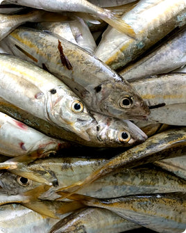 Horse Mackerel Fresh ($26/KG)
