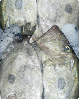 John Dory Fresh ($26/Kg)