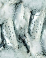 Kingfish Fresh ($32/KG)