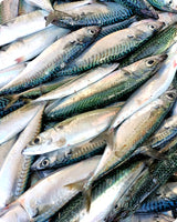 Mackerel Fresh ($26/KG)