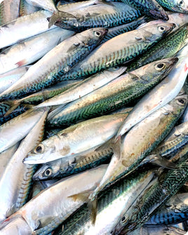 Mackerel Fresh ($26/KG)