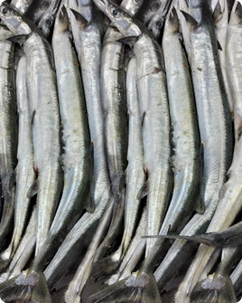 Needlefish Fresh ($28/Kg)
